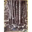FOTOGRAFIA. LOUREIRO, Adolfo Ferreira. - NO ORIENTE. DE NAPOLES Á CHINA. (Diário de viagem). Vol. I (e II + 6 vols. fotografias).