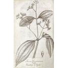 GAMA, Manoel Jacinto Nogueira da. - MEMORIA SOBRE O LOUREIRO CINNAMOMO VULGO CANELA DE CEYLÃO por ordem de sua Alteza Real o Principe... Para acompanhar a remessa das plantas, que pelas reaes ordens vão ser transportadas para o Brasil (com uma estampa). 