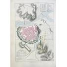 LANDMANN, Geroge. - HISTORICAL, MILITARY, AND PICTURESQUE OBSERVATIONS ON PORTUGAL, Illustrated by seventy-five coloured plates, including authentic plans of the sieges and battles fought in the Peninsula during the late war. In Two Volumes.  Vol. I (e Vol. II).