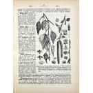 MUELLER, Barão Ferd. Von. - DICIONÁRIO DE PLANTAS ÚTEIS. 