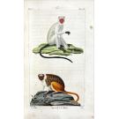 BUFFON, Georges Louis Marie Leclerc, Comte de. -  OEUVRES COMPLÈTES, mises en ordre par M. le Comte de Lacepède. Seconde édition. Vol. I (ao XXV).