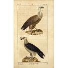 BUFFON, Georges Louis Marie Leclerc, Comte de. -  OEUVRES COMPLÈTES, mises en ordre par M. le Comte de Lacepède. Seconde édition. Vol. I (ao XXV).