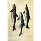 LACEPÈDE, Comte de. - HISTOIRE NATURELLE DES QUADRUPEDES-OVIPARES. (Tomo I). HISTOIRE NATURELLE DES POISSONS. (Tome II a V). Suite et complément des oeuvres de Buffon. 