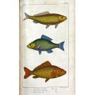 LACEPÈDE, Comte de. - HISTOIRE NATURELLE DES QUADRUPEDES-OVIPARES. (Tomo I). HISTOIRE NATURELLE DES POISSONS. (Tome II a V). Suite et complément des oeuvres de Buffon. 