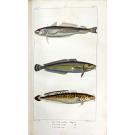 LACEPÈDE, Comte de. - HISTOIRE NATURELLE DES QUADRUPEDES-OVIPARES. (Tomo I). HISTOIRE NATURELLE DES POISSONS. (Tome II a V). Suite et complément des oeuvres de Buffon. 