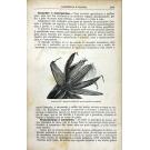 MORAES, Paulo de. - MANUAL DE AGRICULTURA ELEMENTAR ER PRATICA. Coordenado segundo as theorias e processos mais modernos e dedicado aos agricultores portuguezes.