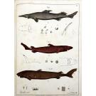 BOCAGE E FELIX DE BRITO CAPELLO, J. V. Barboza du. - PEIXES PLAGIOSTOMOS. Primeira Parte - Esqualos. 