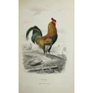 MATTOS, Júlio de. - HISTORIA NATURAL ILLUSTRADA. Compilação feita sobre os mais auctorizados trabalhos zoologicos. Vol. I (ao VI).
