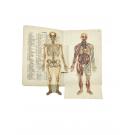 VERNON, Docteur. - ATLAS ANATOMIQUE. 