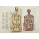 VERNON, Docteur. - ATLAS ANATOMIQUE. 