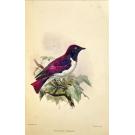 BOCAGE, J. V. Barboza du. - ORNITHOLOGIE D’ANGOLA. Ouvrafge publié sous les auspiuces du Ministère de la Marine et des Colonies.