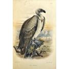 BOCAGE, J. V. Barboza du. - ORNITHOLOGIE D’ANGOLA. Ouvrafge publié sous les auspiuces du Ministère de la Marine et des Colonies.