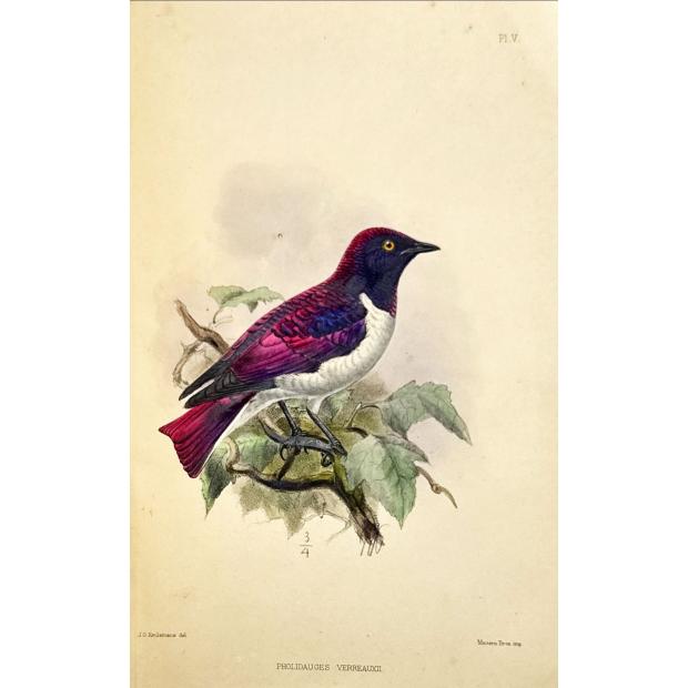BOCAGE, J. V. Barboza du. - ORNITHOLOGIE D’ANGOLA. Ouvrafge publié sous les auspiuces du Ministère de la Marine et des Colonies.