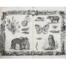 DUVAL, M. Houblout et. - MUSÉO PITTORESCO OU HISTORIA NATURAL dos Tres Reinos da Natureza, para uso da mocidade, e das pessoas que quizeram adquirir ideas geraes das obras da Creação. Obra Ornada com 50 Estampas representando 800 objectos.