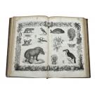 DUVAL, M. Houblout et. - MUSÉO PITTORESCO OU HISTORIA NATURAL dos Tres Reinos da Natureza, para uso da mocidade, e das pessoas que quizeram adquirir ideas geraes das obras da Creação. Obra Ornada com 50 Estampas representando 800 objectos.