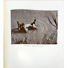 SILVA, João Augusto. - ANIMAIS SELVAGENS. Contribuição para o estudo da fauna de Moçambique. (Desenhos e fotografias do autor).