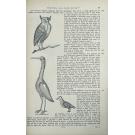 MARCGRAVE, Jorge. - HISTORIA NATURAL DO BRASIL. 