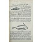 MARCGRAVE, Jorge. - HISTORIA NATURAL DO BRASIL. 