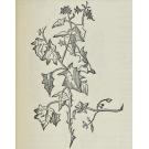 MARCGRAVE, Jorge. - HISTORIA NATURAL DO BRASIL. 