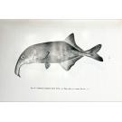 Diamang. - POLL, Max. - CONTRIBUTION À LA FAUNE ICHTHYOLOGIQUE DE L'ANGOLA.