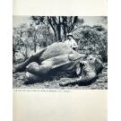 FENYKÖVI, José. - ANGOLA NO VISOR DA MÁQUINA FOTOGRÁFICA E DA CARABINA. 