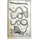 VANDELLI, Domingos. - DICCIONARIO DOS TERMOS TECHNICOS DE HISTORIA NATURAL. extrahidos das obras de linneo, com a sua explicação, e estampas abertas em cobre, para facilitar a intelligencia dos mesmos. e a memoria sobre a utilidade dos jardins botânicos.  Junto com: FLORAE LUSITANICAE ET BRASILIENSIS SPECIMEN (plantae exoticae b. brasilienses)