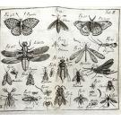 VANDELLI, Domingos. - DICCIONARIO DOS TERMOS TECHNICOS DE HISTORIA NATURAL. extrahidos das obras de linneo, com a sua explicação, e estampas abertas em cobre, para facilitar a intelligencia dos mesmos. e a memoria sobre a utilidade dos jardins botânicos.  Junto com: FLORAE LUSITANICAE ET BRASILIENSIS SPECIMEN (plantae exoticae b. brasilienses)