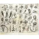 VANDELLI, Domingos. - DICCIONARIO DOS TERMOS TECHNICOS DE HISTORIA NATURAL. extrahidos das obras de linneo, com a sua explicação, e estampas abertas em cobre, para facilitar a intelligencia dos mesmos. e a memoria sobre a utilidade dos jardins botânicos.  Junto com: FLORAE LUSITANICAE ET BRASILIENSIS SPECIMEN (plantae exoticae b. brasilienses)