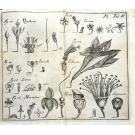 VANDELLI, Domingos. - DICCIONARIO DOS TERMOS TECHNICOS DE HISTORIA NATURAL. extrahidos das obras de linneo, com a sua explicação, e estampas abertas em cobre, para facilitar a intelligencia dos mesmos. e a memoria sobre a utilidade dos jardins botânicos.  Junto com: FLORAE LUSITANICAE ET BRASILIENSIS SPECIMEN (plantae exoticae b. brasilienses)