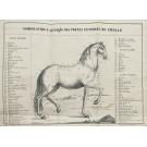 ANDRADE, Manuel Carlos de. - NOÇÕES EQUESTRES EXTRAIDAS DA ARTE DE...