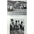 OLIVEIRA, FERNANDO GALHADO E BENJAMIN PEREIRA, Ernesto Veiga de. - ALFAIA AGRICOLA PORTUGUESA.