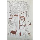 PACHECO, Luiz. - O LIBERTINO PASSEIA POR BRAGA, O IDIOLÁTRICA, O SEU EXPLENDOR. (assinado)