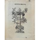 ACOSTA, Cristobal. - TRATTATO DI CHRISTOFORO ACOSTA AFRICANO. Medico, & chirurgo della historia, natura, et virtu delle droghe medicinali, & altri semplici rarissimi, che vengono portati dalle Indie orientali in Europa, con le figure delle piante ritratte, & disegnate dal viuo poste à luoghi proprij.