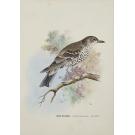 BRAGANÇA, D. Carlos de. - CATALOGO ILLUSTRADO DAS AVES DE PORTUGAL. (Sedentarias, de arribação e accidentaes). Fasciculo I: Estampas 1 a 20 (e Fascículo II - Estampas 21 a 40). 