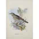 BRAGANÇA, D. Carlos de. - CATALOGO ILLUSTRADO DAS AVES DE PORTUGAL. (Sedentarias, de arribação e accidentaes). Fasciculo I: Estampas 1 a 20 (e Fascículo II - Estampas 21 a 40). 
