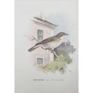 BRAGANÇA, D. Carlos de. - CATALOGO ILLUSTRADO DAS AVES DE PORTUGAL. (Sedentarias, de arribação e accidentaes). Fasciculo I: Estampas 1 a 20 (e Fascículo II - Estampas 21 a 40). 
