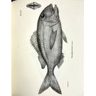 DARWIN E OUTROS, Charles. - THE ZOOLOGY OF THE VOYAGE OF H. M. S. BEAGLE, UNDER THE COMMAND OF CAPTAIN FITZROY, R. N. DURING THE YEARS 1832 TO 1836. Edited and Superinted by Charles Darwing. Parte I - Fossil Mammalia, by Richard Owen. Part II - Mammalia, by George R. Waterhouse. Part III - Birds, by Joha Gould. Part IV - Fish, by Rev. Leonard Jenyns. 