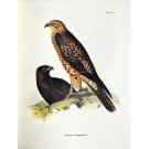 DARWIN E OUTROS, Charles. - THE ZOOLOGY OF THE VOYAGE OF H. M. S. BEAGLE, UNDER THE COMMAND OF CAPTAIN FITZROY, R. N. DURING THE YEARS 1832 TO 1836. Edited and Superinted by Charles Darwing. Parte I - Fossil Mammalia, by Richard Owen. Part II - Mammalia, by George R. Waterhouse. Part III - Birds, by Joha Gould. Part IV - Fish, by Rev. Leonard Jenyns. 