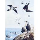 BANNERMAN, David Armitage. - HISTORY OF THE BIRDS OF THE CAPE VERDE ISLANDS. Volume four. 