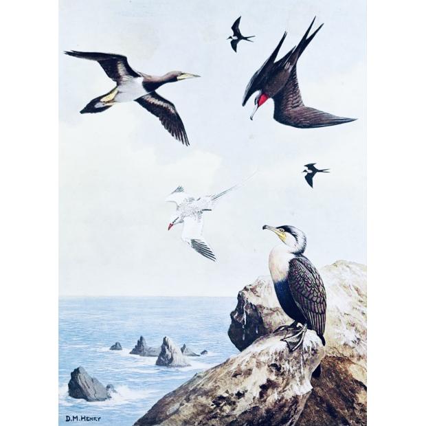 BANNERMAN, David Armitage. - HISTORY OF THE BIRDS OF THE CAPE VERDE ISLANDS. Volume four. 