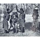 GUERREIRO, Manuel Viegas. - BOCHIMANES !KHU DE ANGOLA. Estudo etnográfico. 