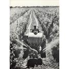 MACHADO, Herlander. - O VINHO NA ECONOMIA PORTUGUESA. Alguns aspectos.