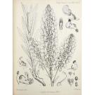 WELWITSCH, Friedrich Martin Josef. - SERTUM ANGOLENSE, Sive stirpium quarundam novarum vel minus cognitarum in itinere per Angolam et Benguellam observatarum descriptio iconibus illustrata.