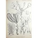 WELWITSCH, Friedrich Martin Josef. - SERTUM ANGOLENSE, Sive stirpium quarundam novarum vel minus cognitarum in itinere per Angolam et Benguellam observatarum descriptio iconibus illustrata.