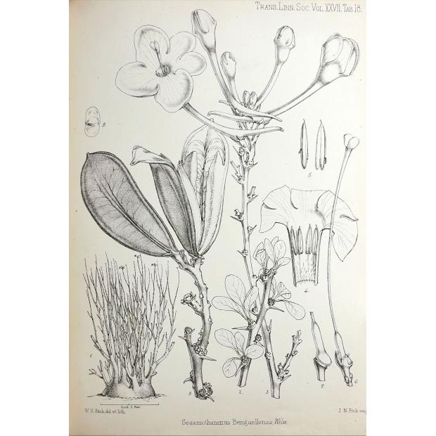 WELWITSCH, Friedrich Martin Josef. - SERTUM ANGOLENSE, Sive stirpium quarundam novarum vel minus cognitarum in itinere per Angolam et Benguellam observatarum descriptio iconibus illustrata.